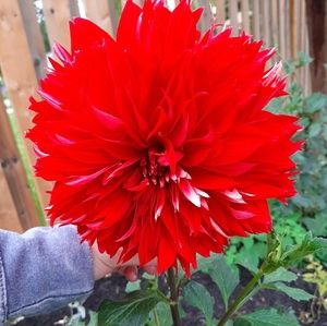 Meet your Posher, Jessie